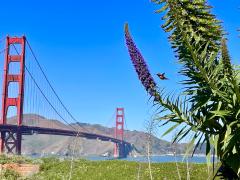 [Photo : Golden Gate Bridge, le pont rouge San Francisco]