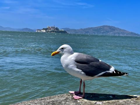 [Photo : vue sur Alcatraz depuis Fisherman's Wharf Port de San Francisco]
