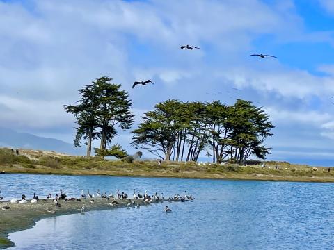 Pélicans à Crissy Field à San Francisco