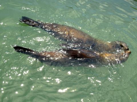 Les phoques du Pier 39